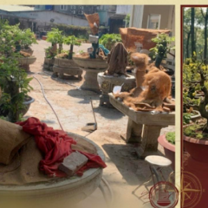 Côn Đảo chia đôi 42 cây mai: trả nửa, giữ nửa để giữ mặt mũi kiểm lâm?